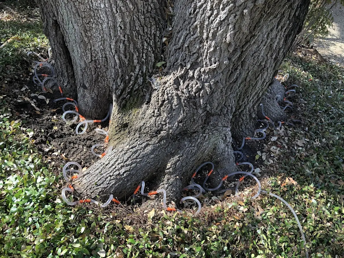 Detailed Tree Cabling and Bracing job site in Grifton