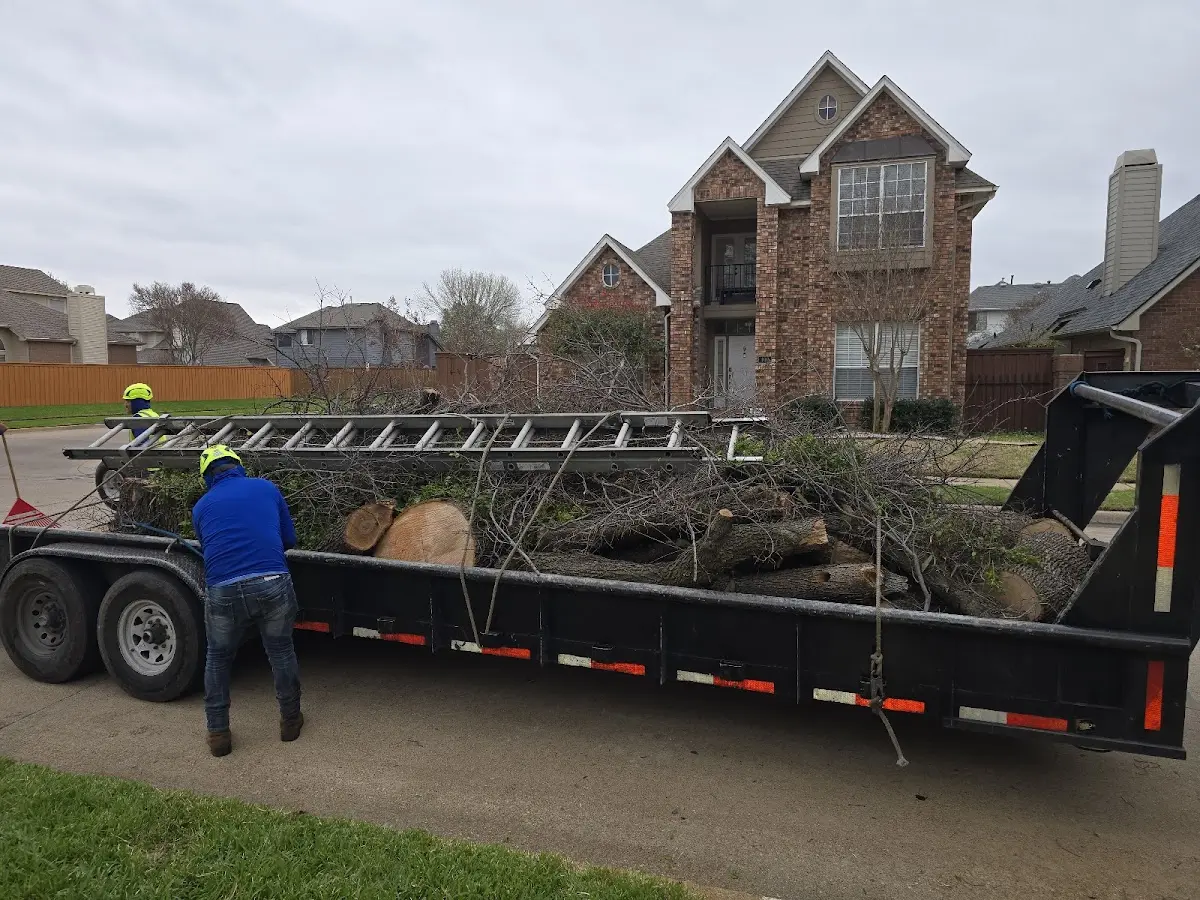 Expert Deadwooding with proper safety equipment in Grifton